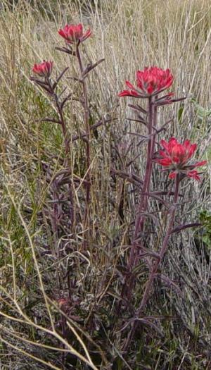 Castilleja chromosa (Desert Paintbrush) (alternate view 6)