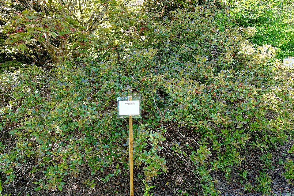 Rhododendron 'Cilpinense' (Cilpinense Rhododendron)