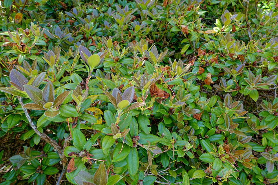 Rhododendron 'Cilpinense' (Cilpinense Rhododendron) (alternate view 2)