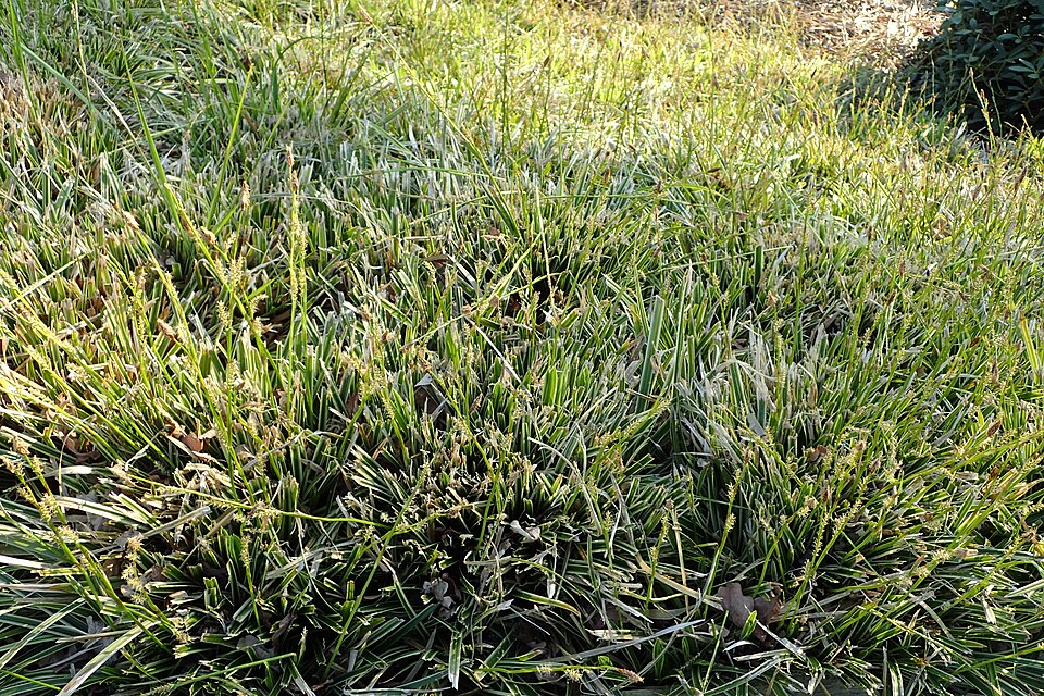 Carex 'Ice Dance' (Ice Dance Sedge) (alternate view 5)