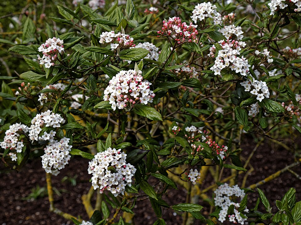 Viburnum x burkwoodii (Burkwood Viburnum) (alternate view 6)