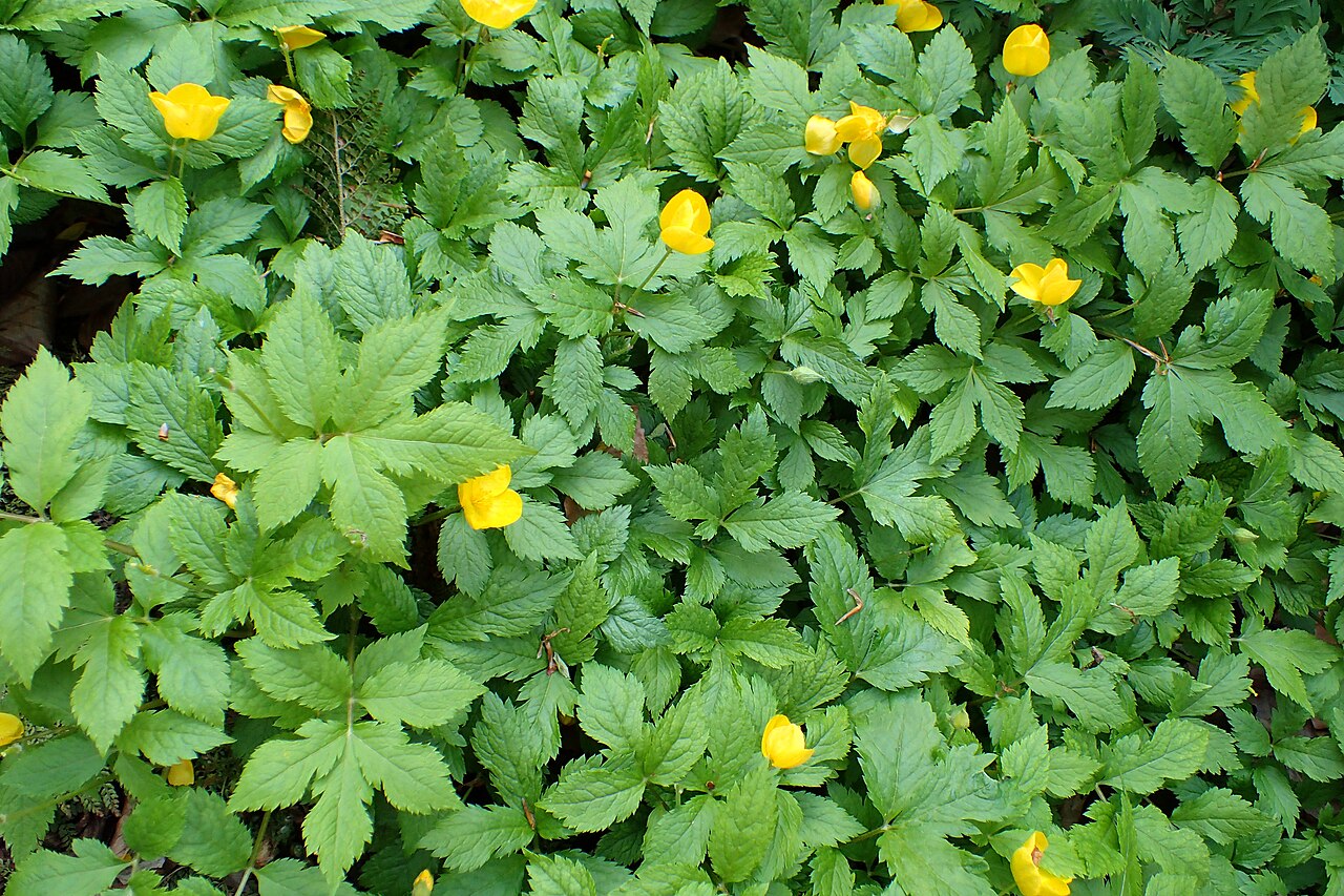 Hylomecon japonica, Japanese wood poppy — spreading deciduous (Papaveraceae) (image 8 of 10)