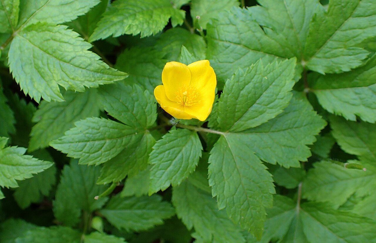 Hylomecon japonica, Japanese wood poppy — spreading deciduous (Papaveraceae) (image 9 of 10)