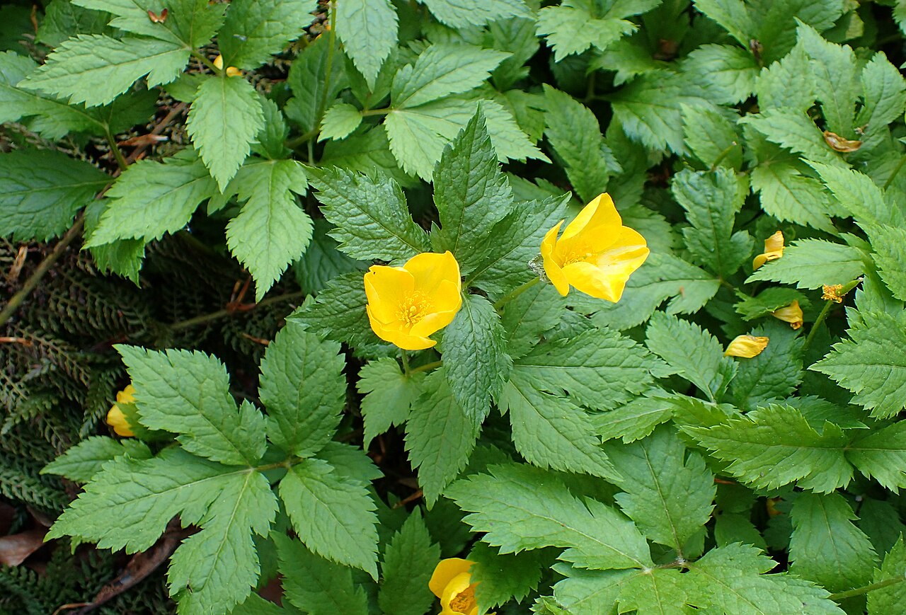 Hylomecon japonica, Japanese wood poppy — spreading deciduous (Papaveraceae) (image 10 of 10)