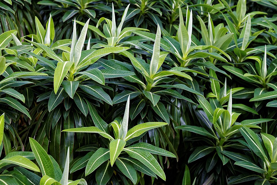 Euphorbia x pasteurii