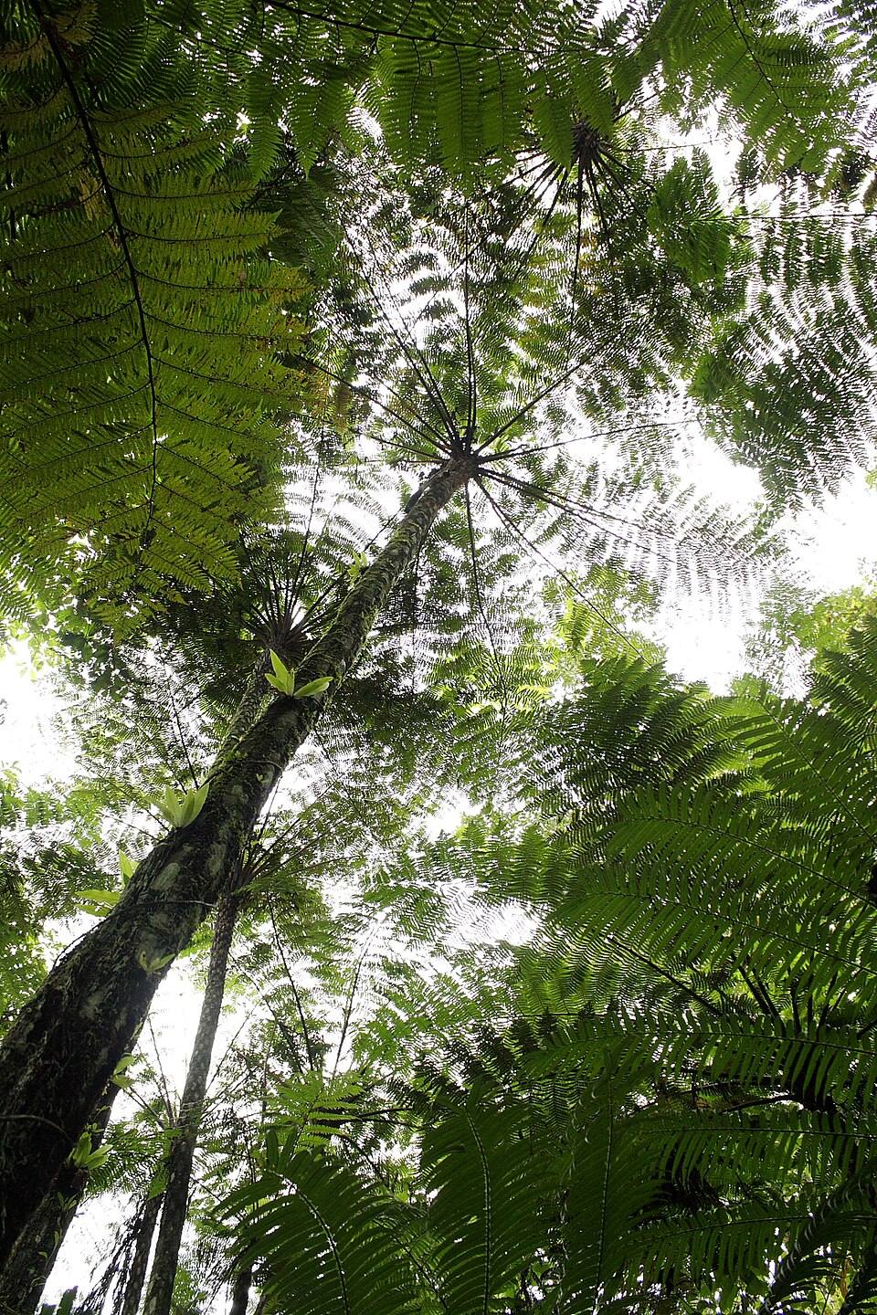 Cyathea (scaly tree ferns) (alternate view 3)