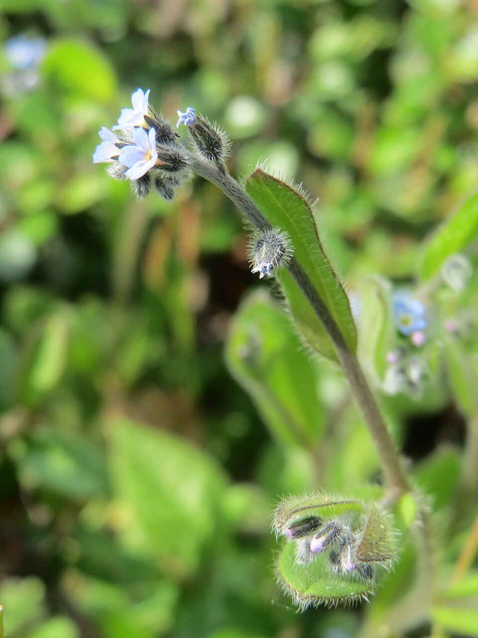 Myosotis ramosissima (Early Forget-me-not)
