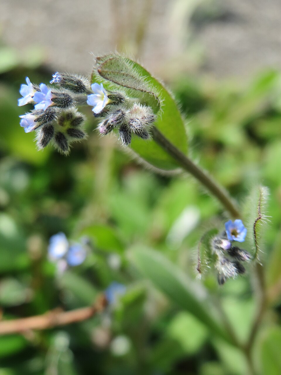 Myosotis ramosissima (Early Forget-me-not)