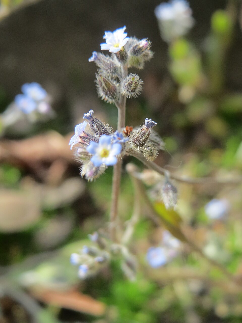 Myosotis ramosissima (Early Forget-me-not)