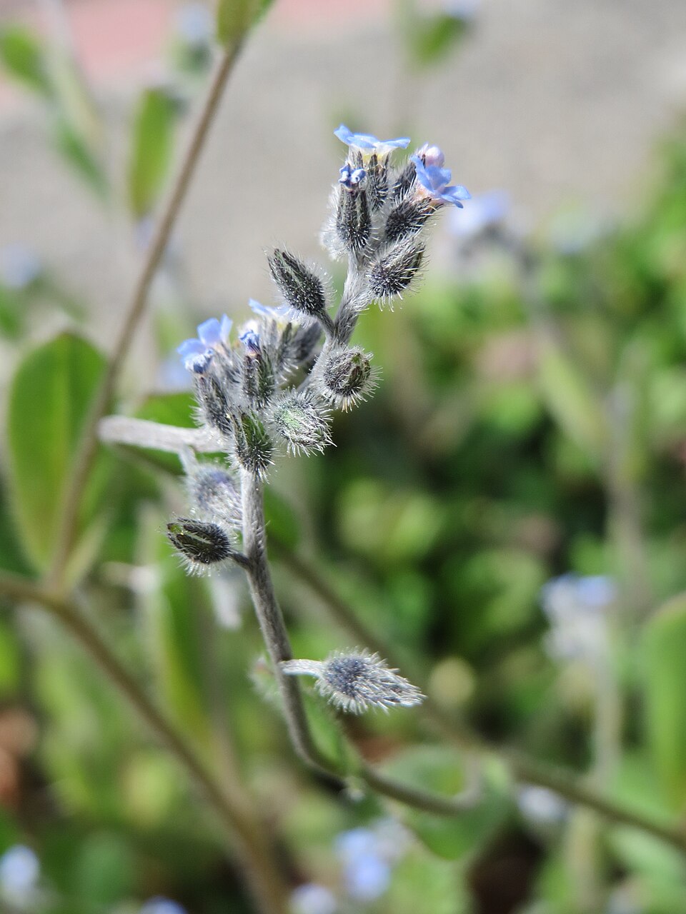 Myosotis ramosissima (Early Forget-me-not)