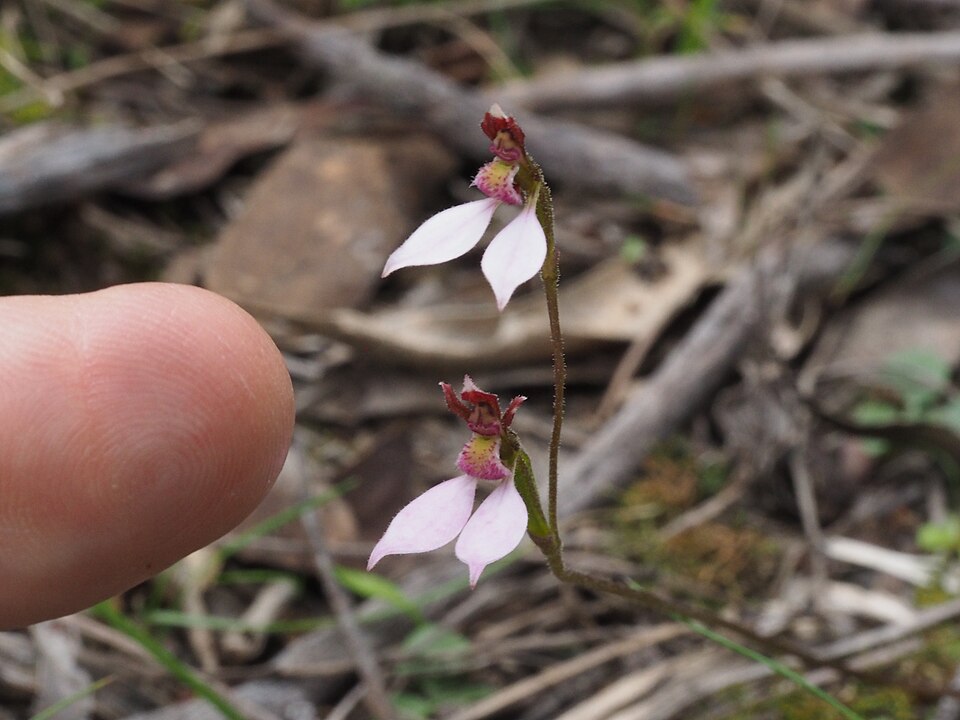 Eriochilus cucullatus (Parson's Bands) (alternate view 9)