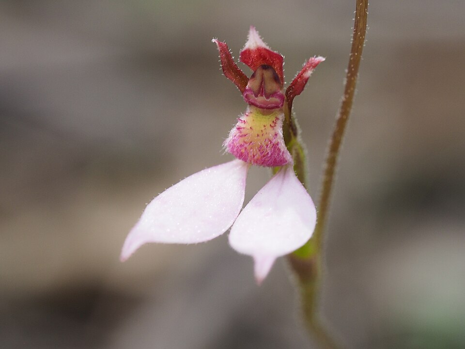 Eriochilus cucullatus (Parson's Bands) (alternate view 10)