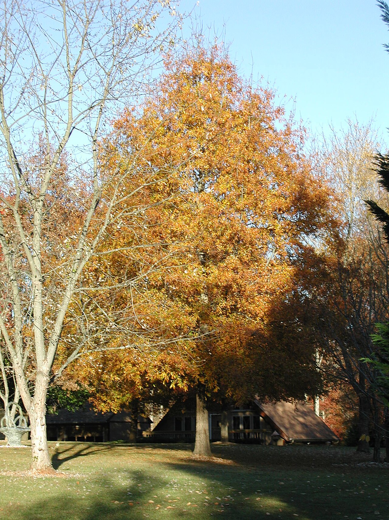 Quercus phellos (Willow Oak)