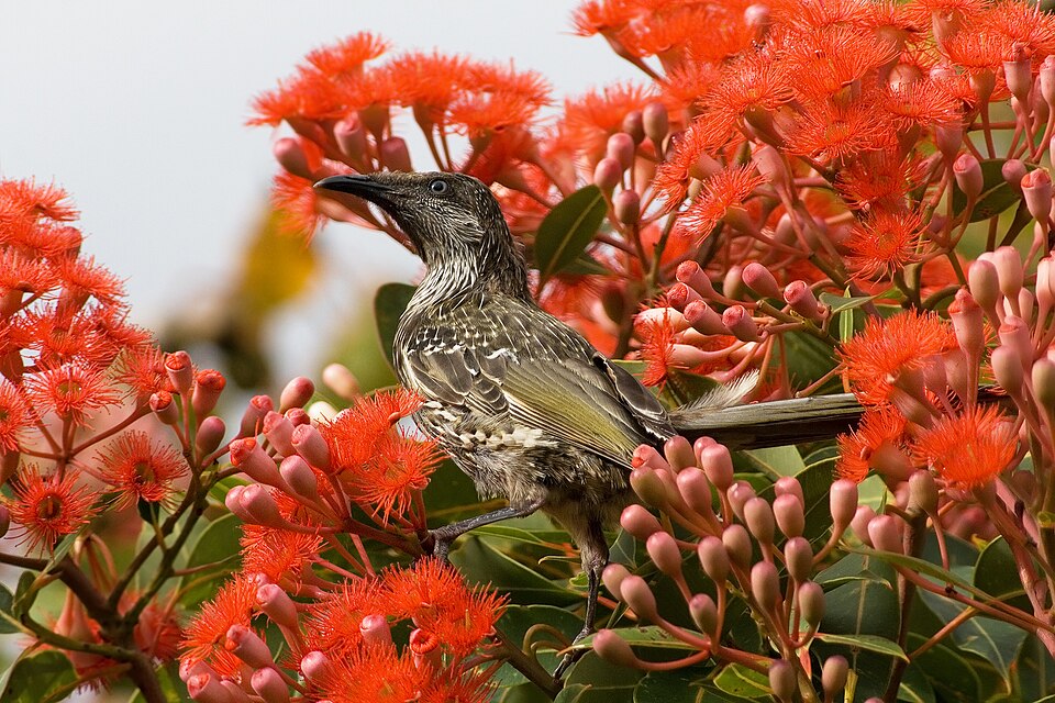 Corymbia ficifolia (Red-flowering gum) (alternate view 8)