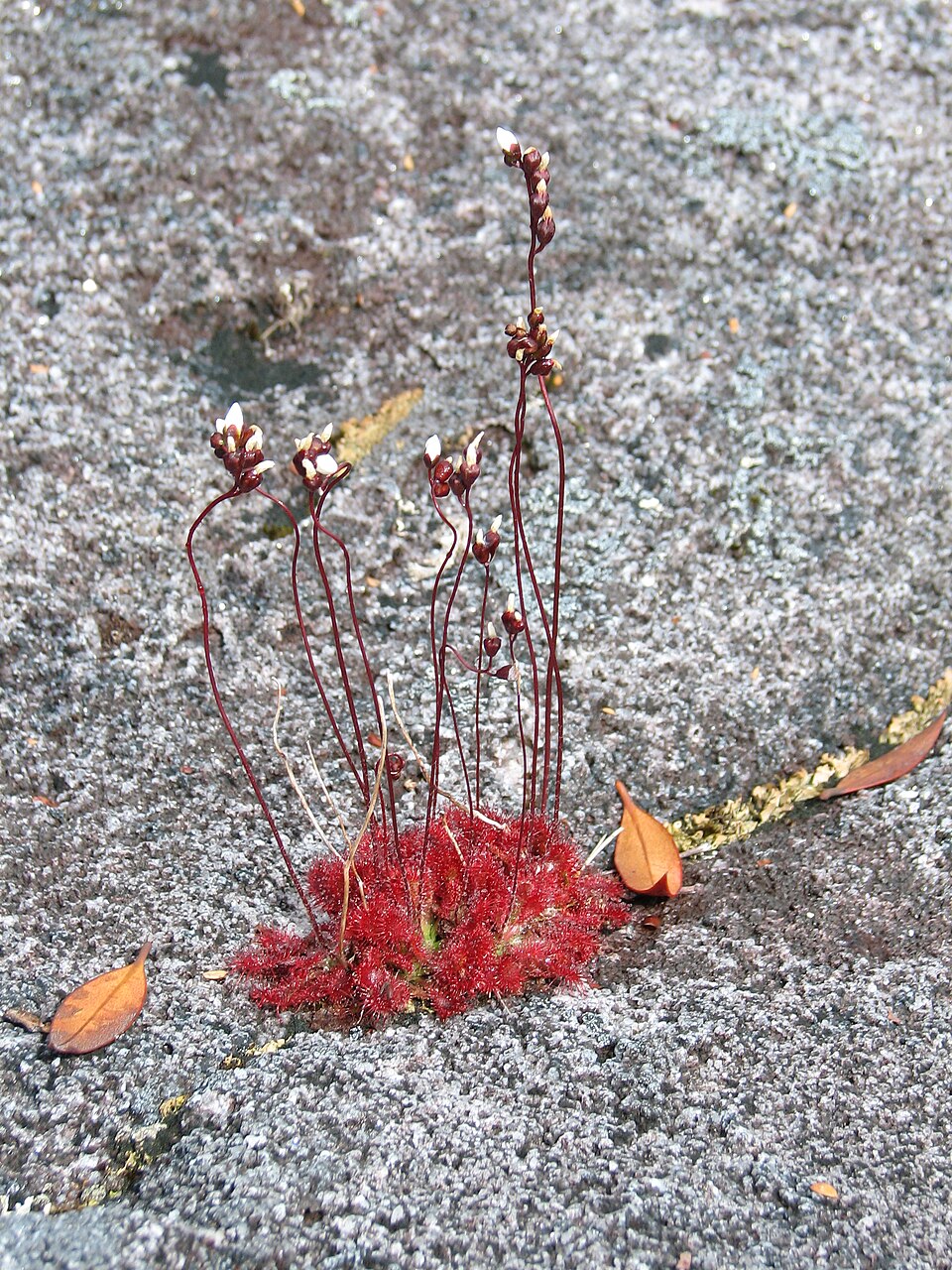 Drosera spatulata (Rosy Sundew) (alternate view 2)