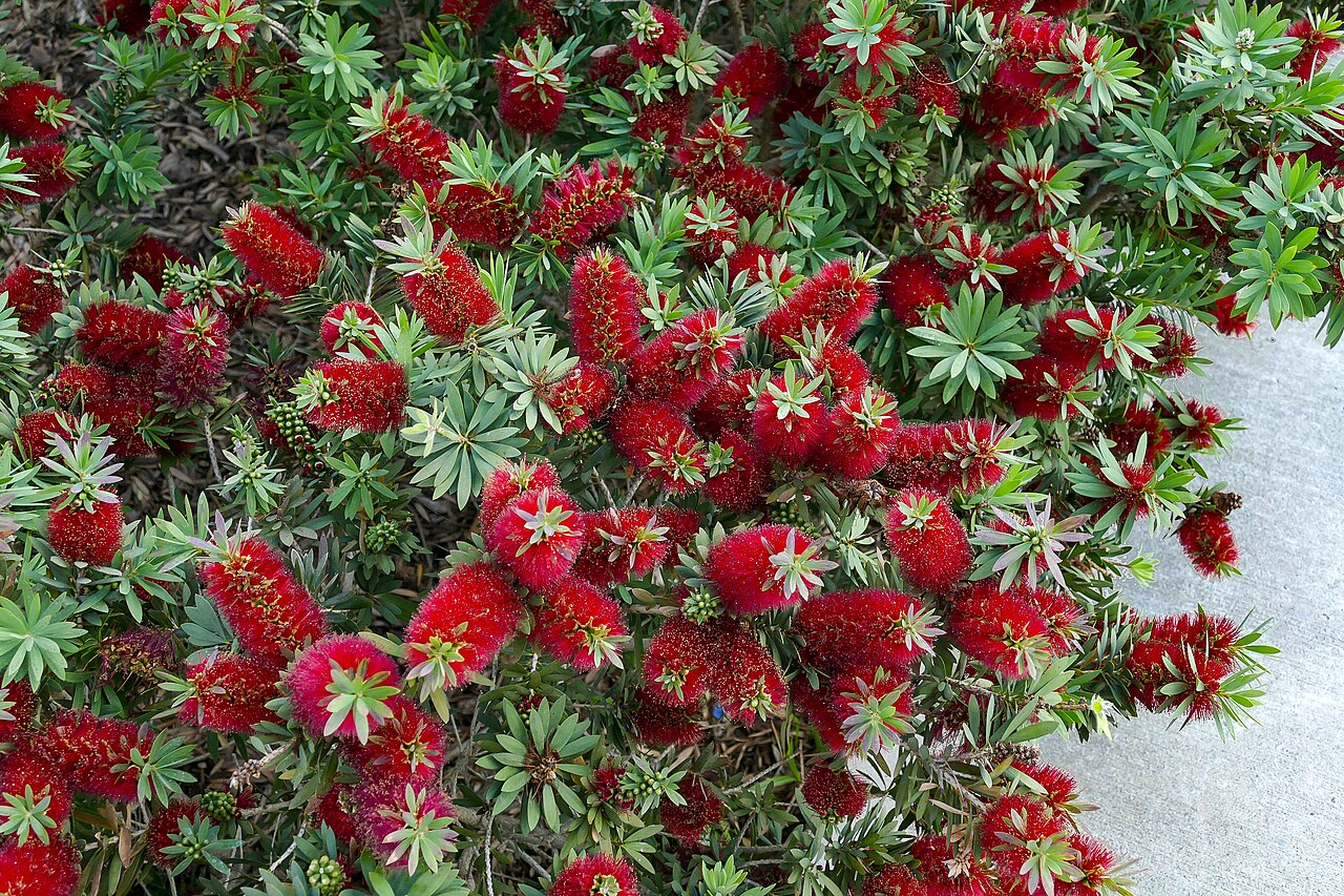 Callistemon 'Little John', Dwarf bottlebrush — mounding evergreen (Myrtaceae) (image 7 of 9)