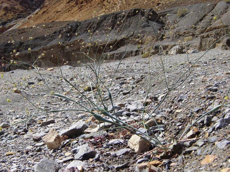 Eriogonum inflatum (Desert Trumpet) (alternate view 6)