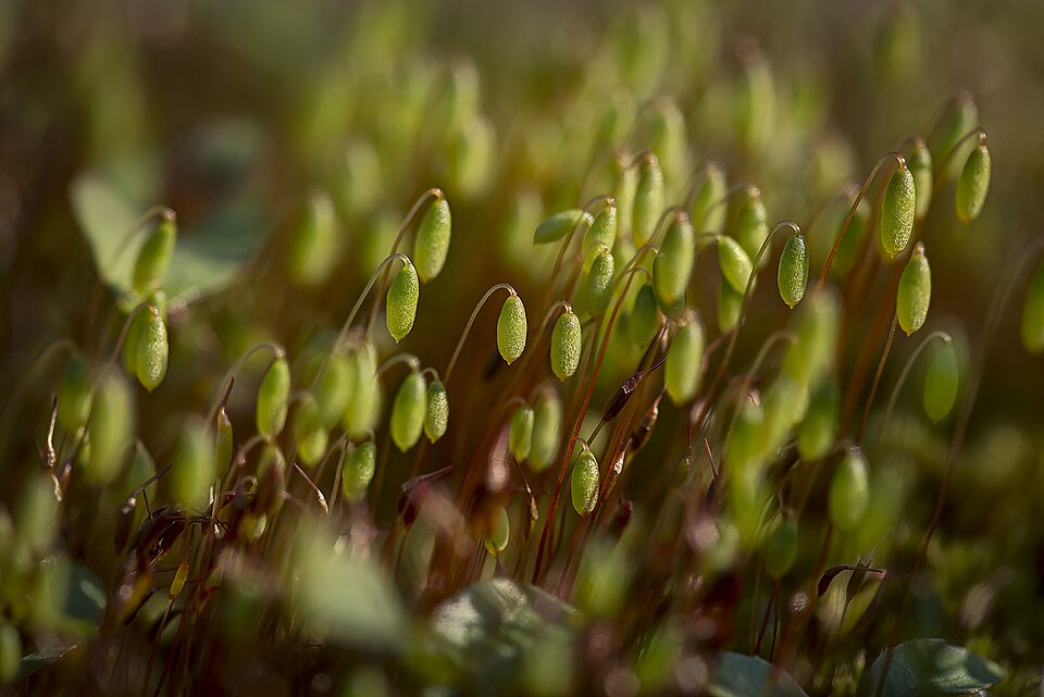 Bryum (alternate view 5)