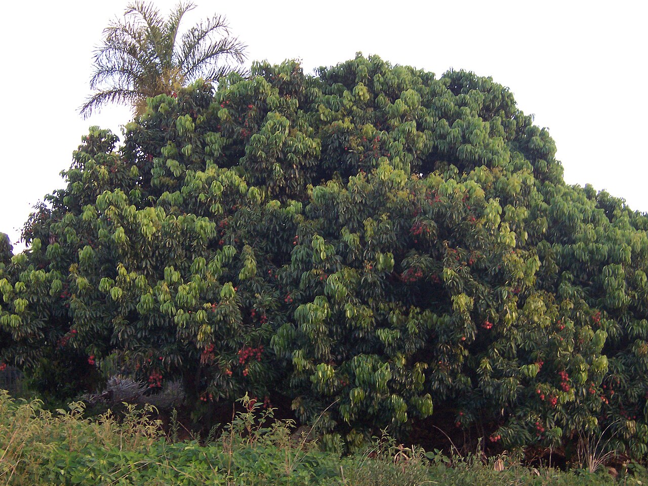 Litchi chinensis, Lychee — spreading evergreen (Sapindaceae) (image 1 of 10)