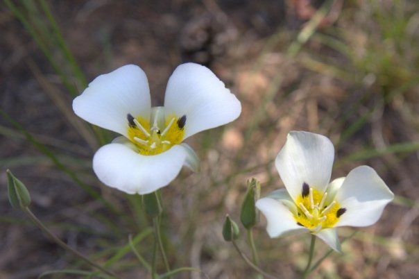 Calochortus leichtlinii (Leichtlin's Mariposa Lily) (alternate view 6)