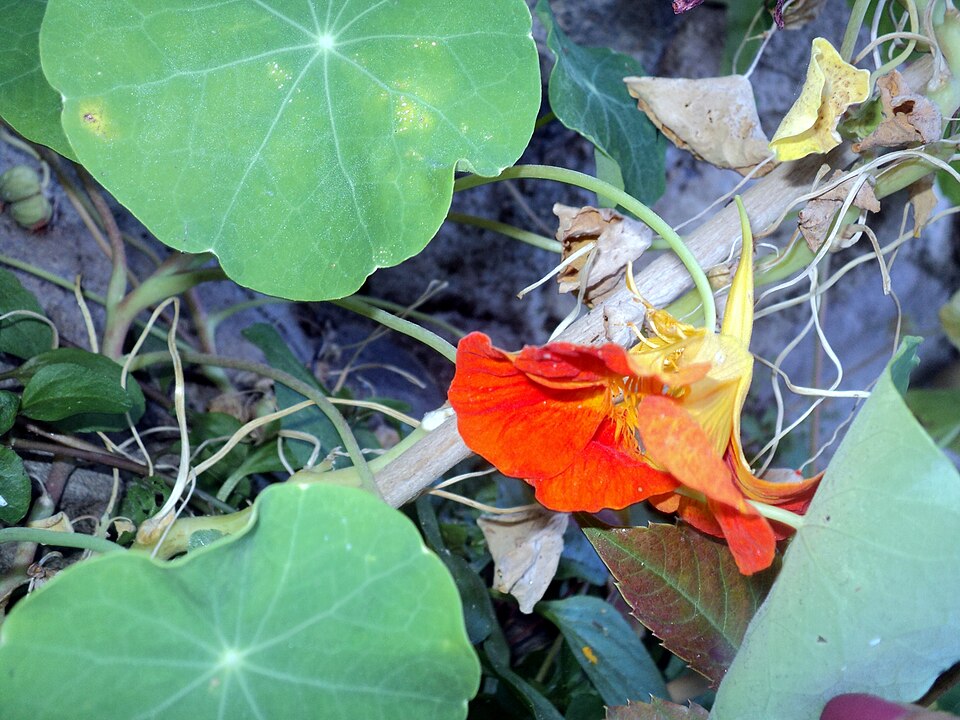 Tropaeolum (Nasturtiums) (alternate view 2)