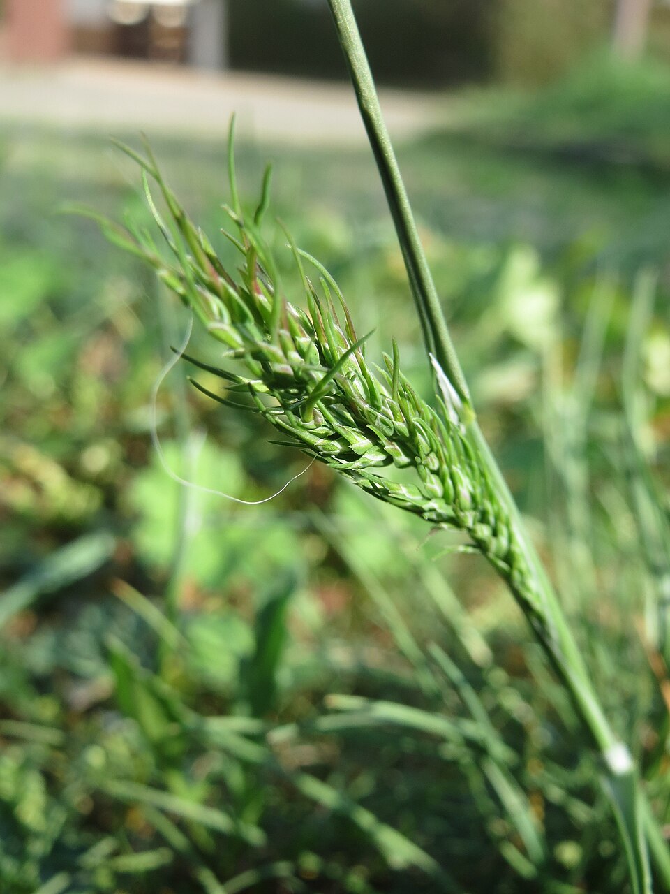Poa bulbosa (Bulbous Bluegrass) (alternate view 10)
