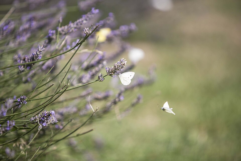 Lavandula (Lavenders) (alternate view 9)