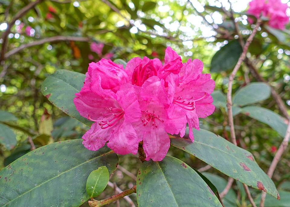 Rhododendron 'Fantastica' (Fantastica Rhododendron) (alternate view 2)