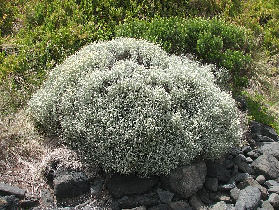 Leucophyta brownii (Cushion Bush) (alternate view 6)