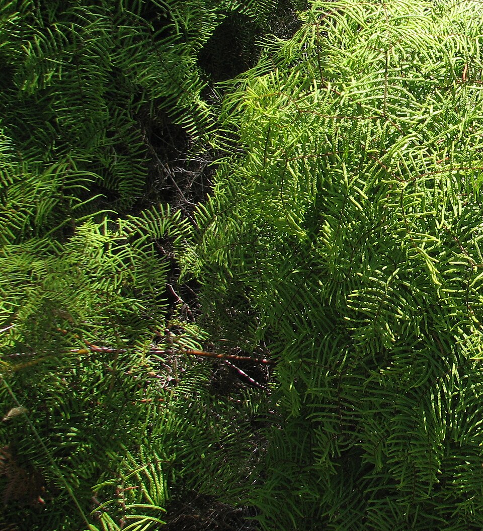Gleichenia microphylla (scrambling coral-fern) (alternate view 6)