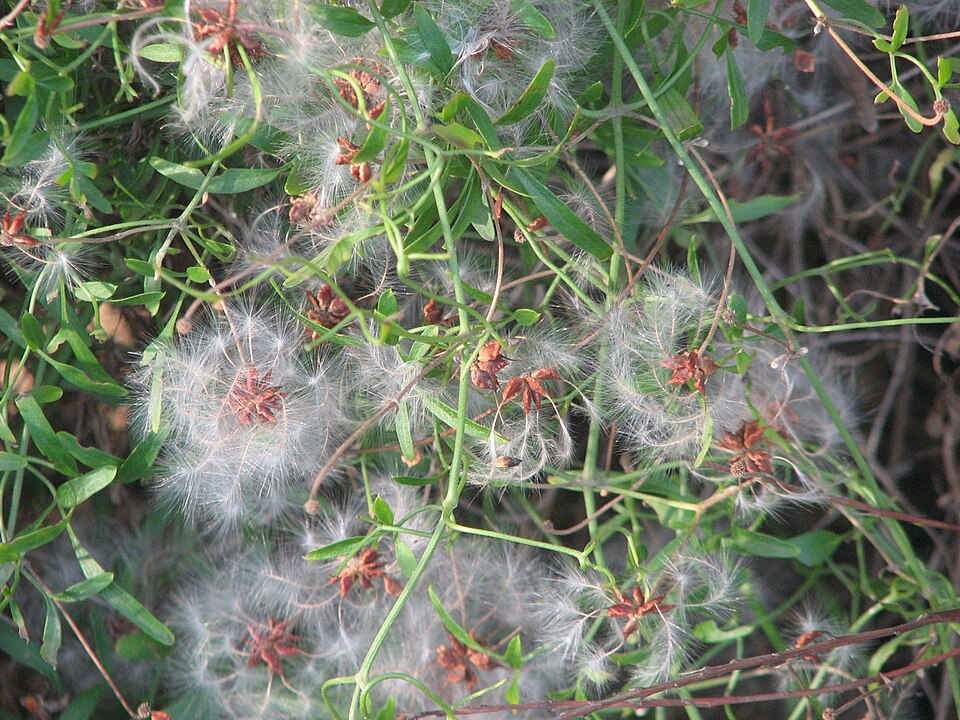 Clematis microphylla (Small-leaved Clematis)