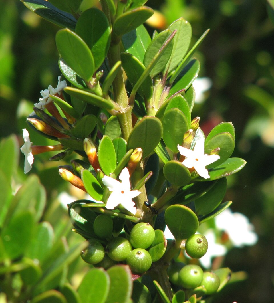 Alyxia buxifolia (Sea Box) (alternate view 7)