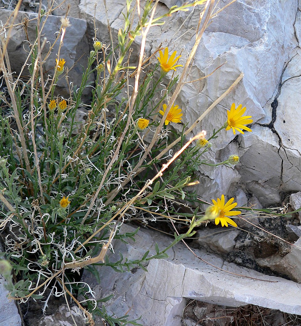 Xanthisma spinulosum (Spiny Goldenweed) (alternate view 10)