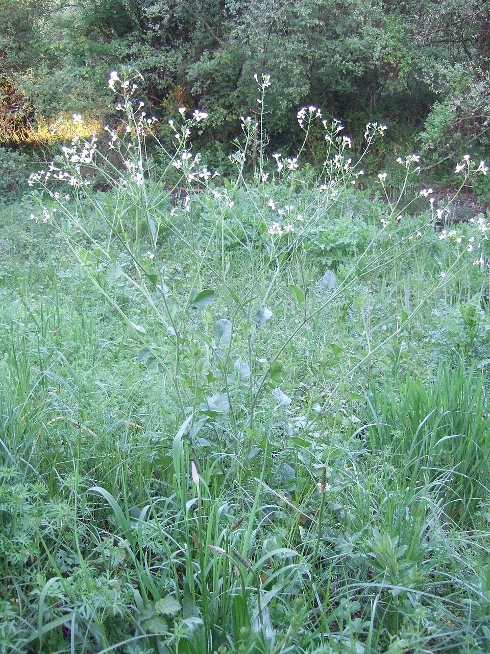 Raphanus raphanistrum (Wild radish)