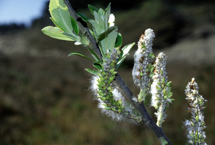 Salix hookeriana (Coastal Willow) (alternate view 7)