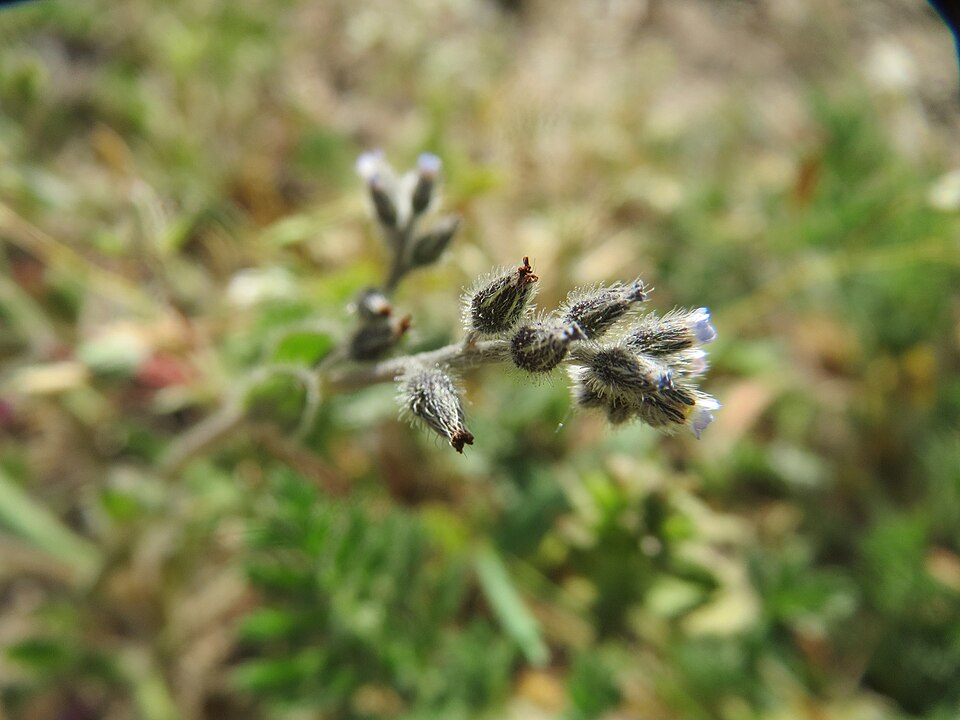 Myosotis ramosissima (Early Forget-me-not)