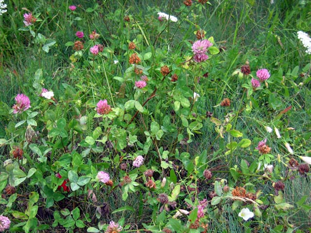 Trifolium pratense (red clover) (alternate view 6)