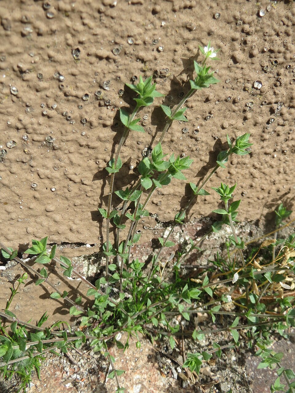 Arenaria serpyllifolia (Thyme-leaved Sandwort)