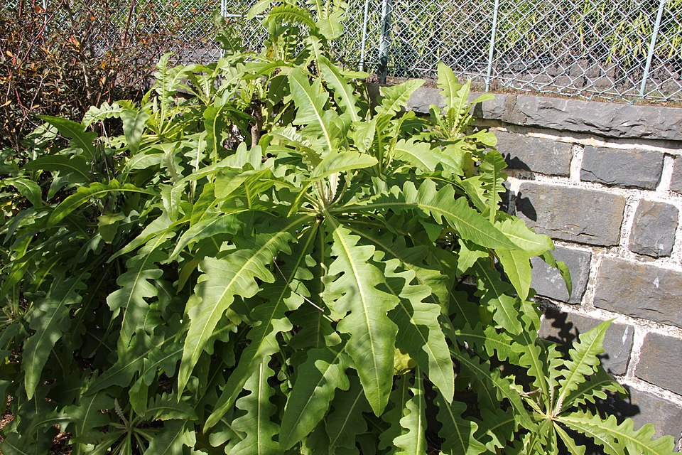 Sonchus fruticosus (alternate view 12)