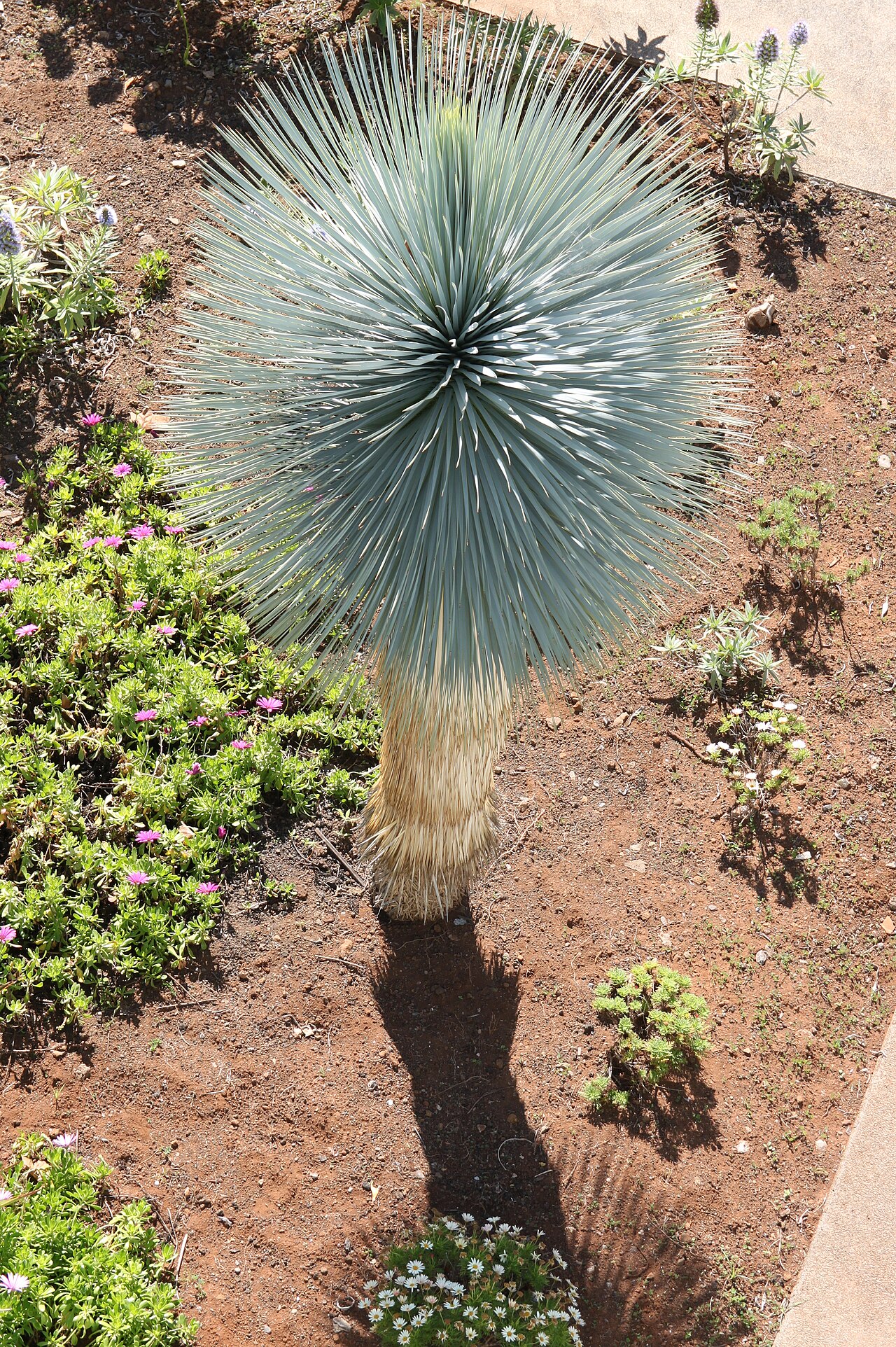 Yucca rostrata, Beaked yucca — upright evergreen (Asparagaceae) (image 7 of 10)