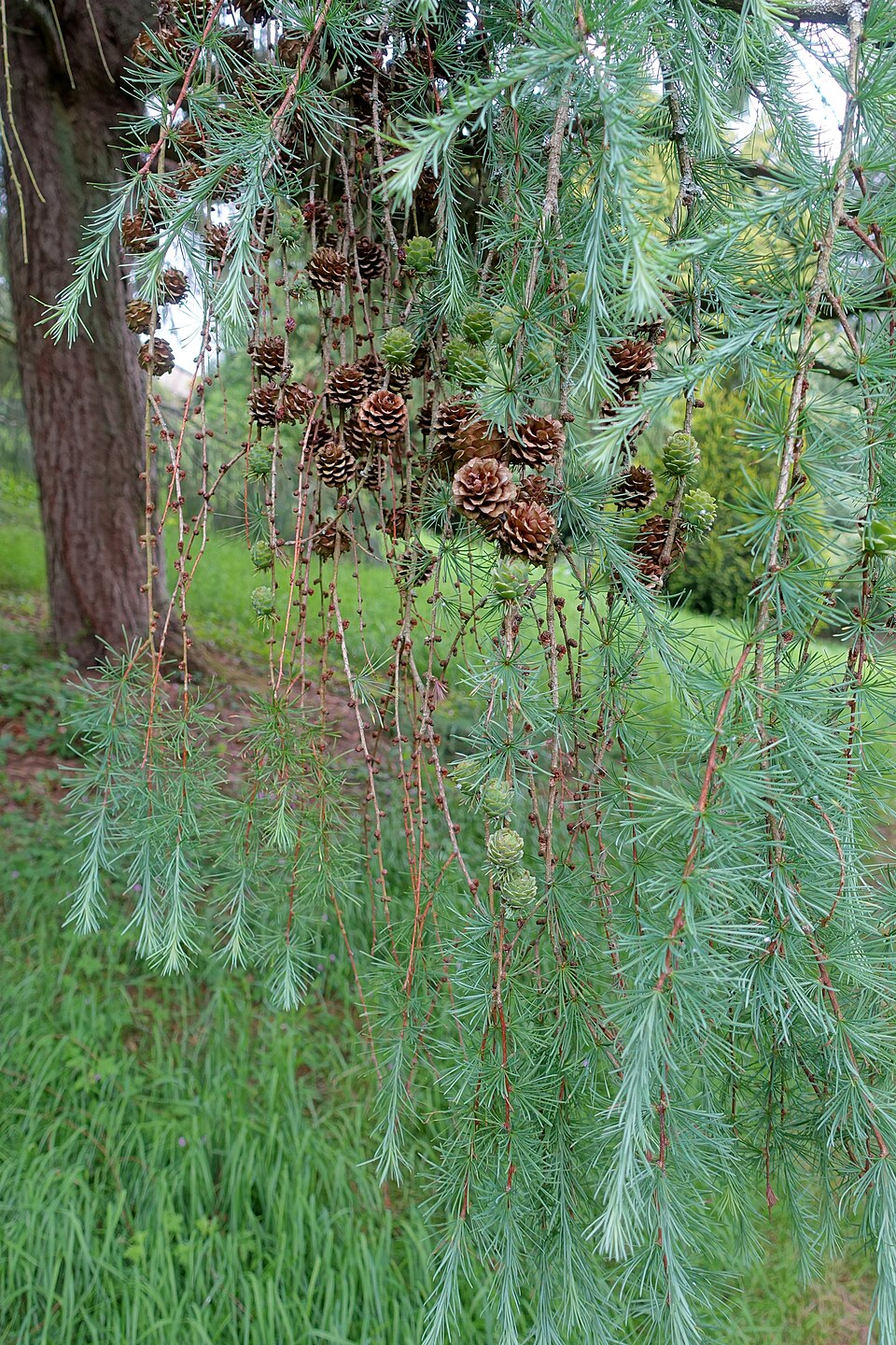 Larix kaempferi 'Pendula' (Weeping Japanese Larch)