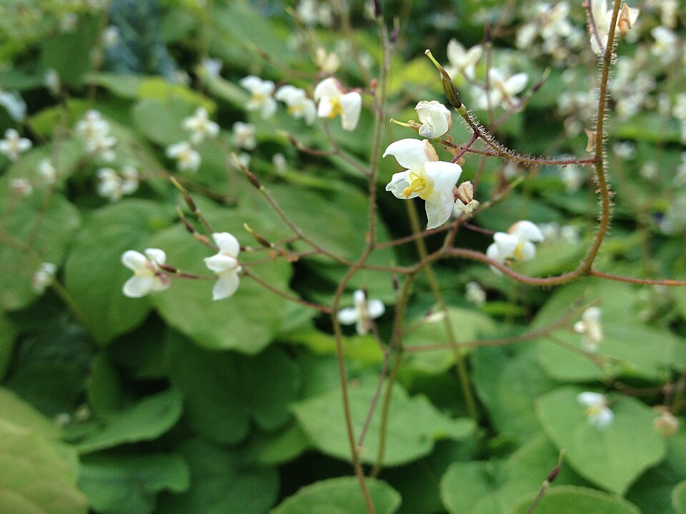 Epimedium pubigerum (alternate view 4)