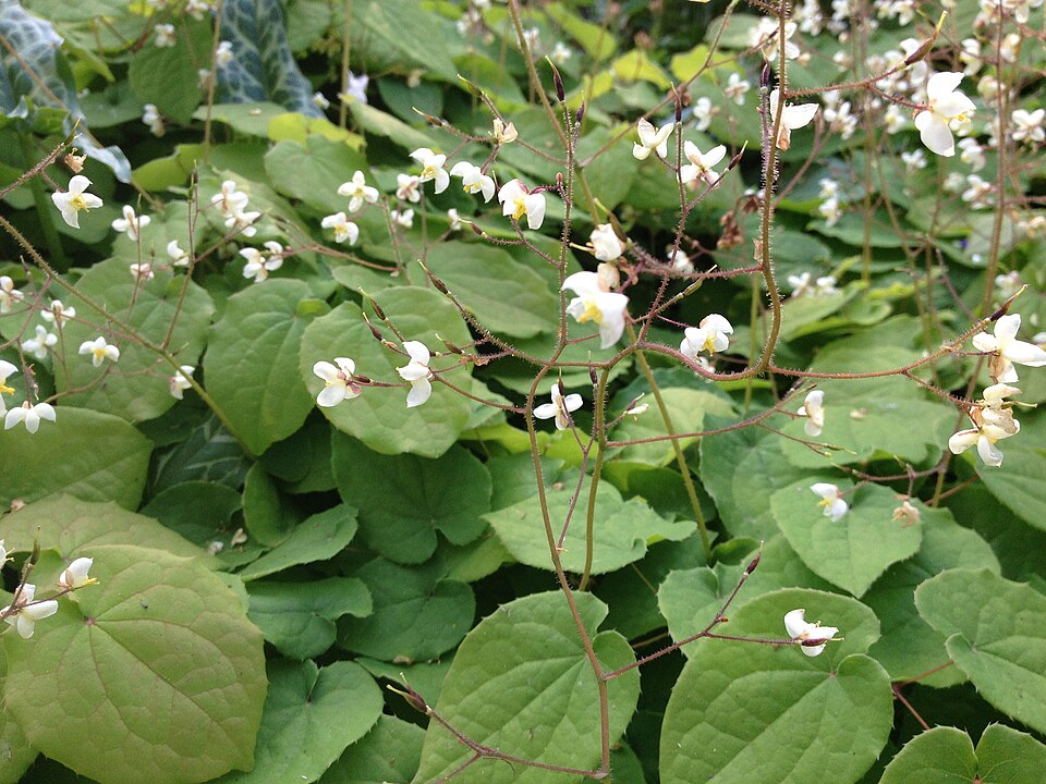 Epimedium pubigerum (alternate view 5)