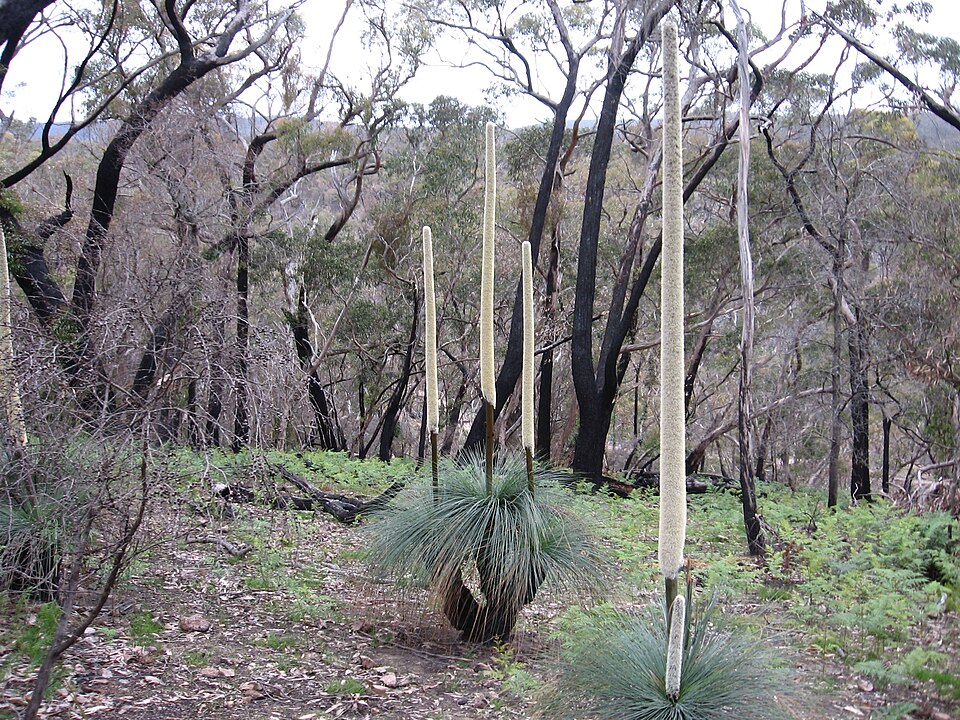Xanthorrhoea australis (Austral Grass-tree) (alternate view 6)
