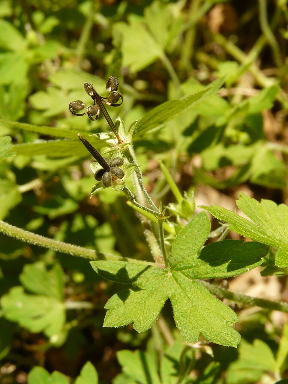 Geranium homeanum (Australasian Crane's-bill) (alternate view 6)