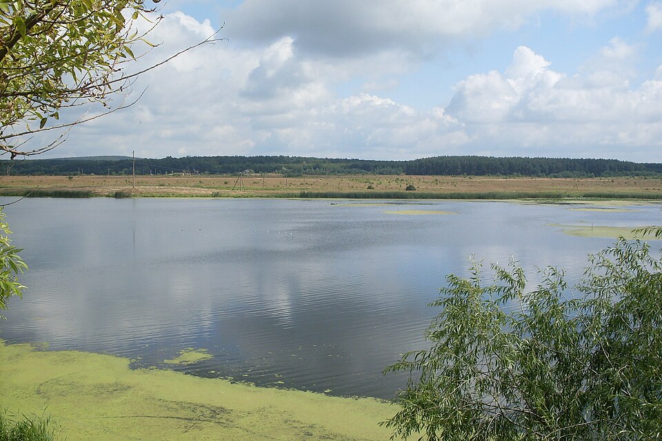 Lemna (Duckweeds) (alternate view 6)