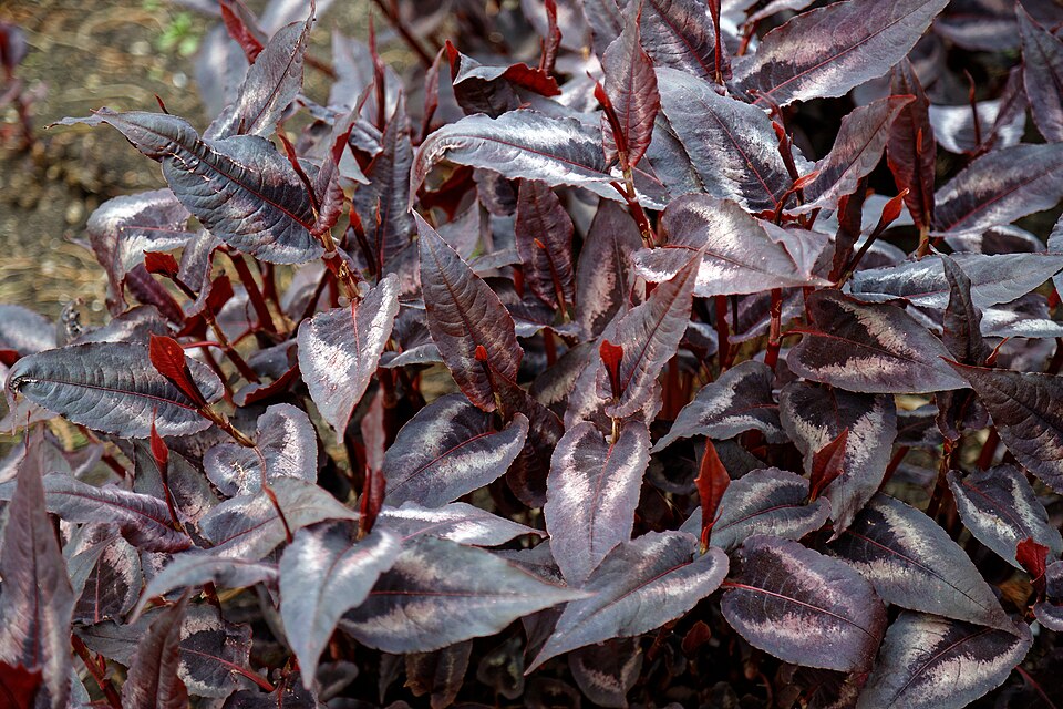 Persicaria microcephala 'Red Dragon' (Red Dragon Knotweed)