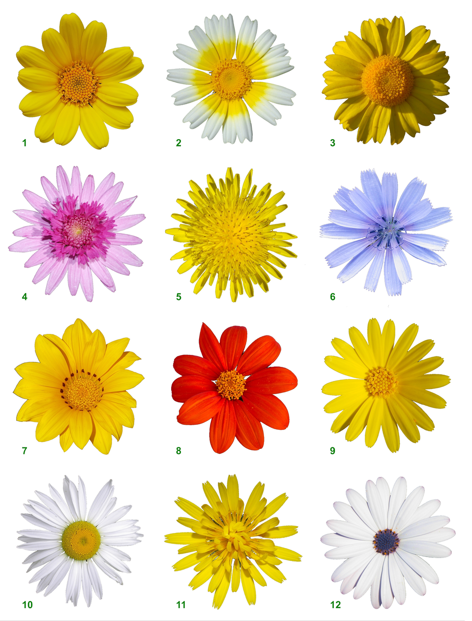 Cichorium intybus (chicory) (alternate view 7)