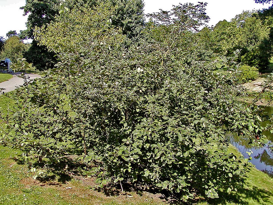 Cydonia oblonga (Quince) (alternate view 3)