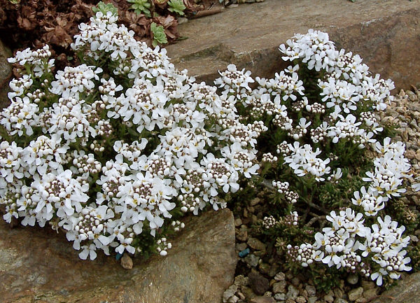 Iberis saxatilis (rock candytuft) (alternate view 7)